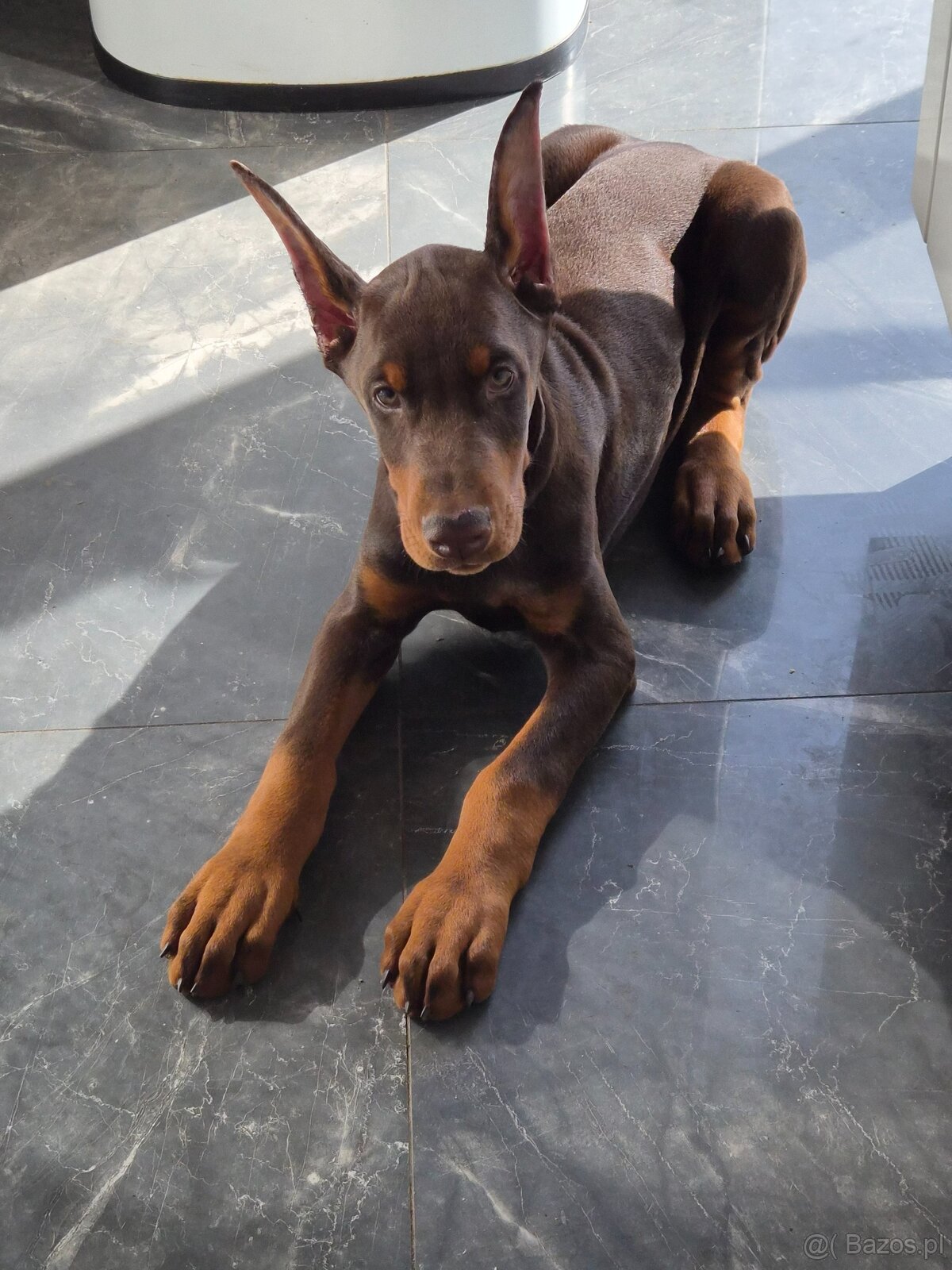Doberman 3 miesiace FCI - 5