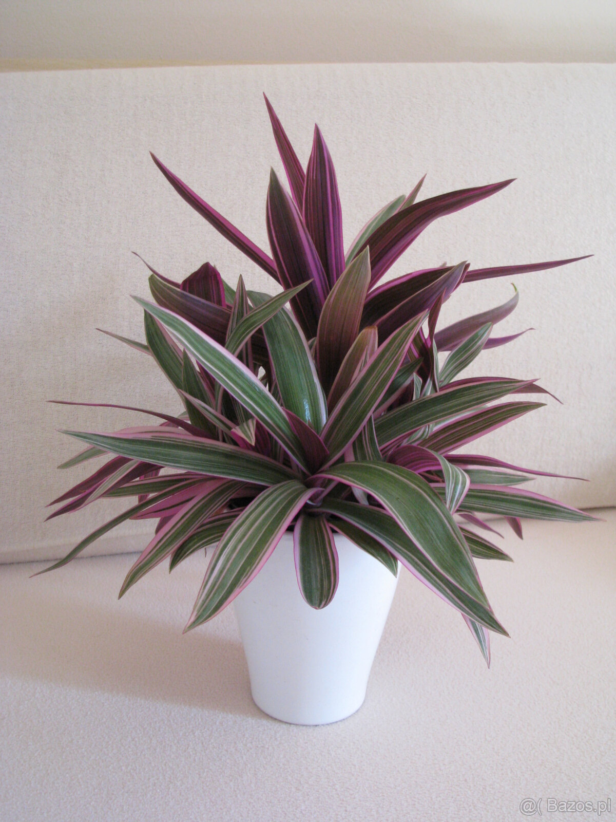 Reo meksykańskie trzykrotka tradeskancja piękna wielokolorow - 5