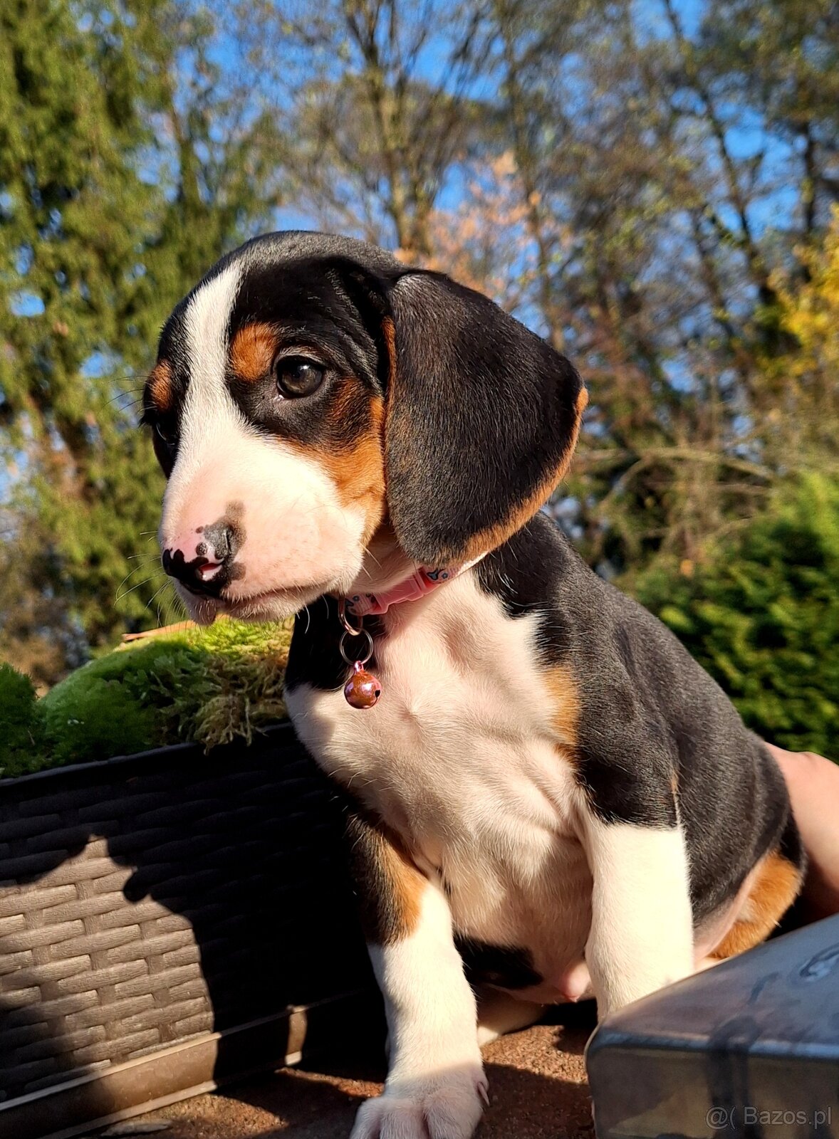 Gończy Serbski trzykolorowy - 5