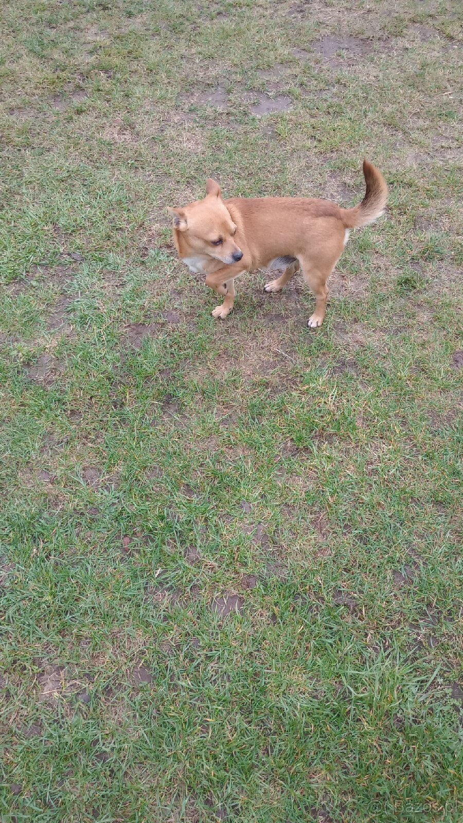 Do oddania za darmo piesek półroczny - 5