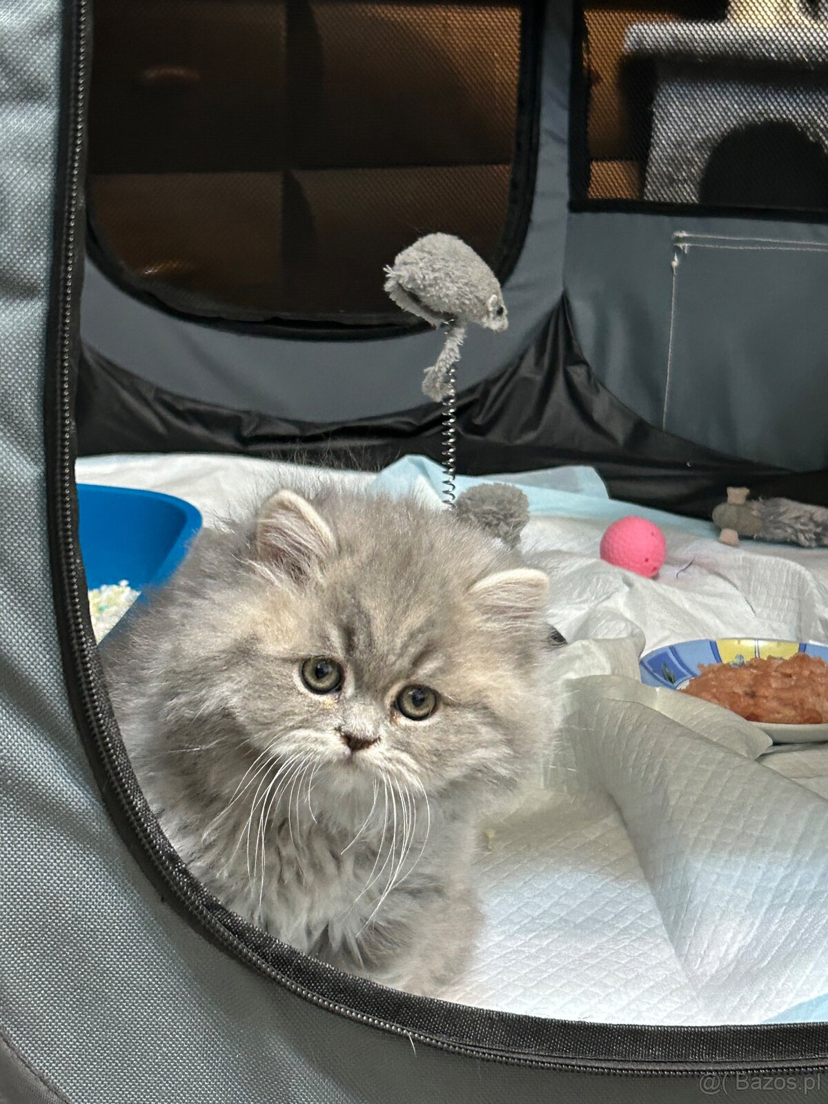 Brytyjskie kocięta z rodowode - 5