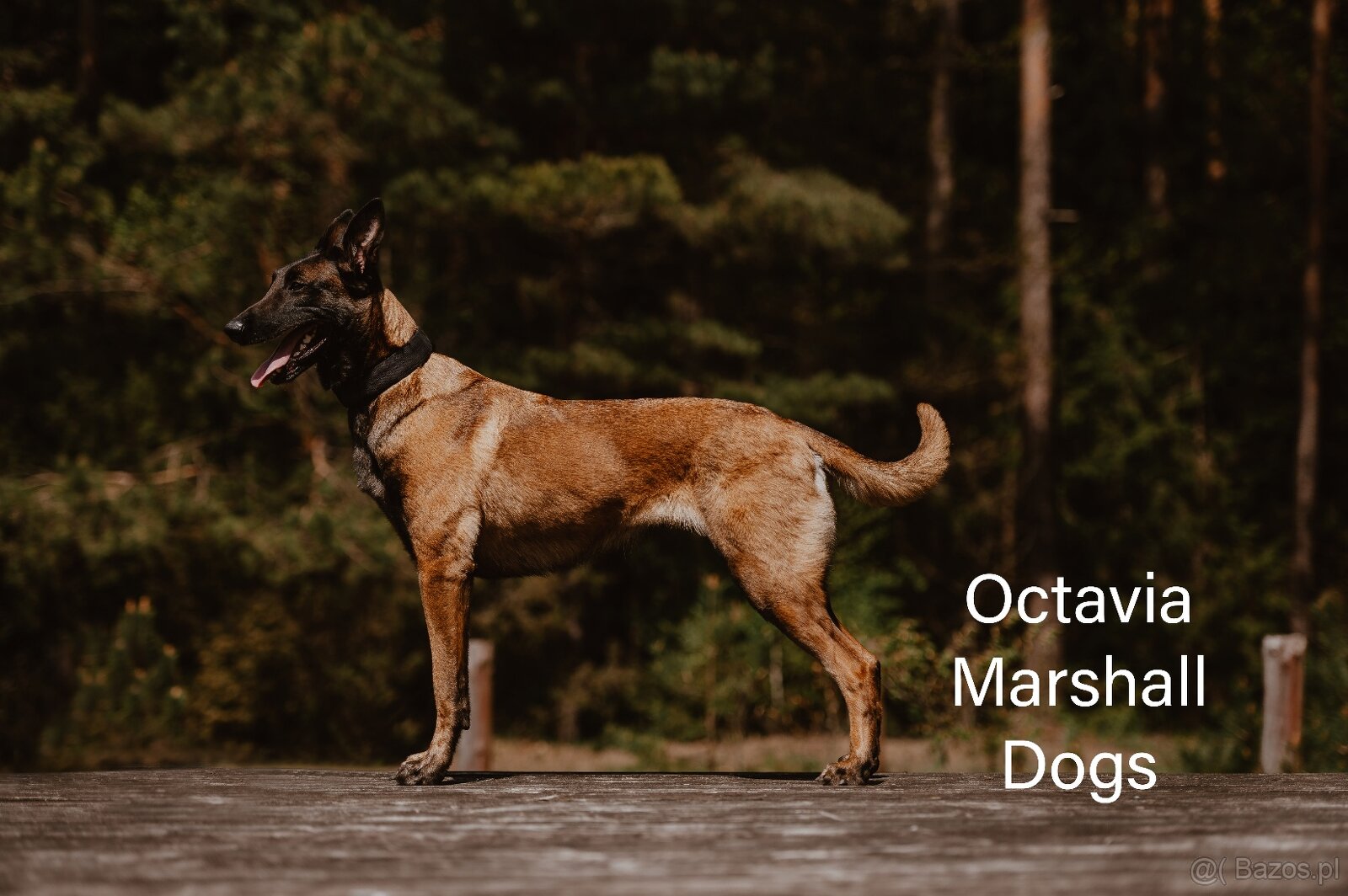 Owczarek belgijski malinois - 5