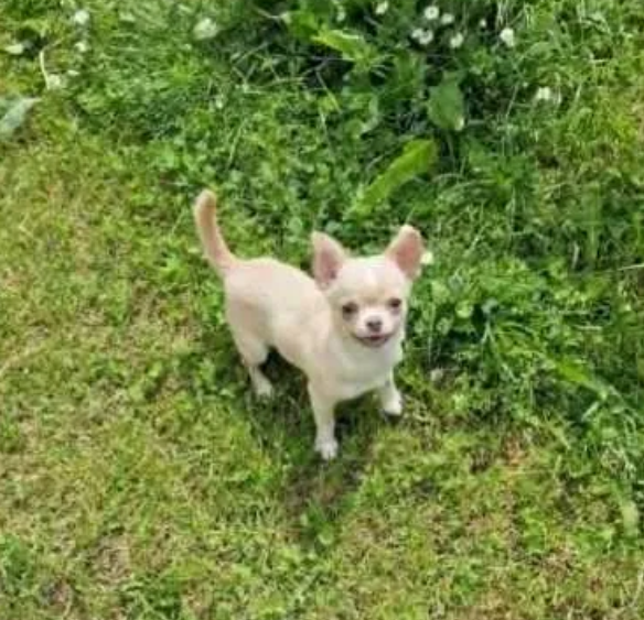 Chihuahua śliczna kremowo biała suczka - 5
