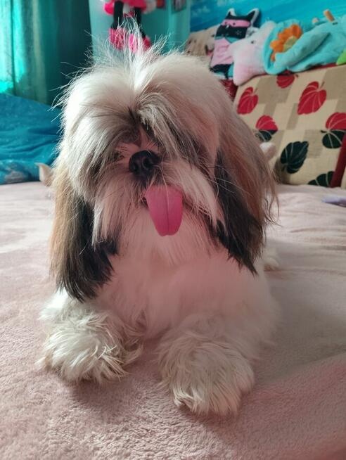Sprzedam Psa rasy Shih tzu - 5
