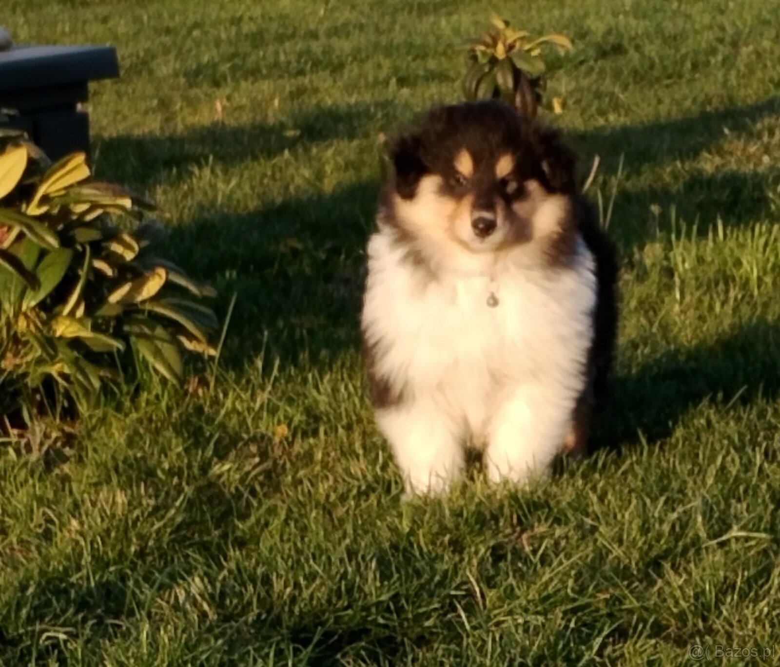 Owczarek szkocki collie długowłosy - 5