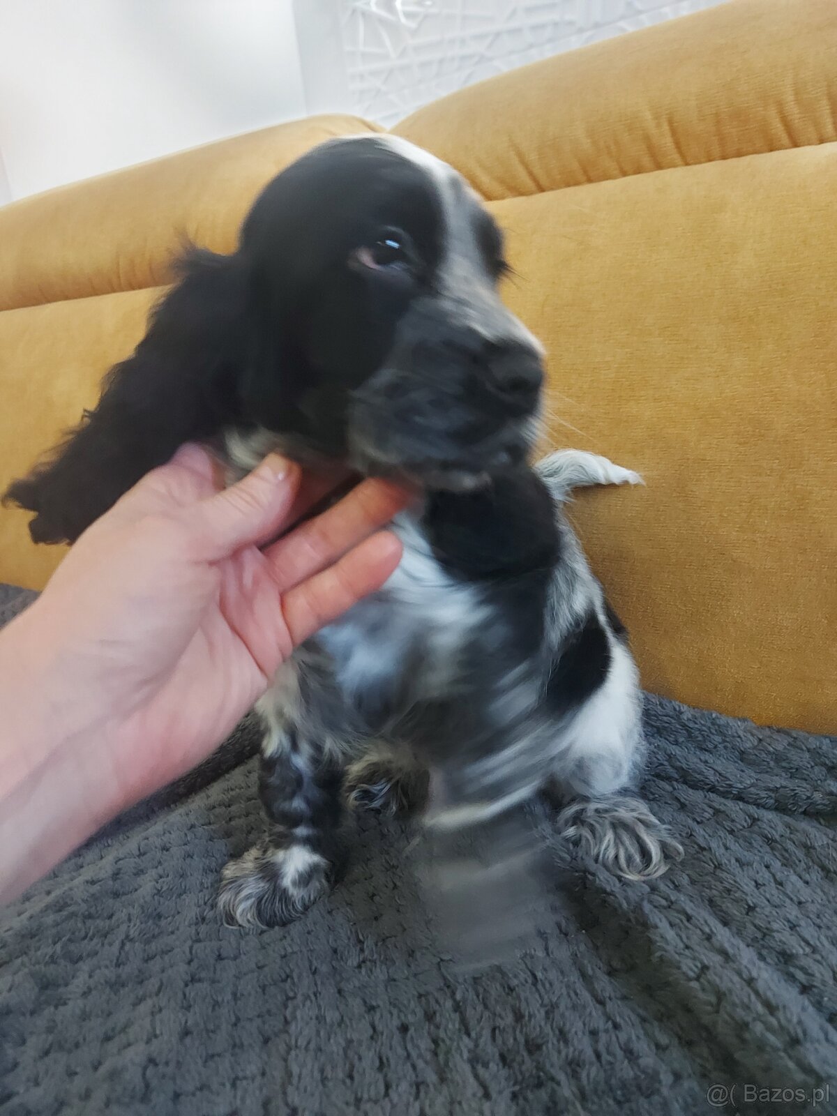 Cocker spaniel angielski - 5