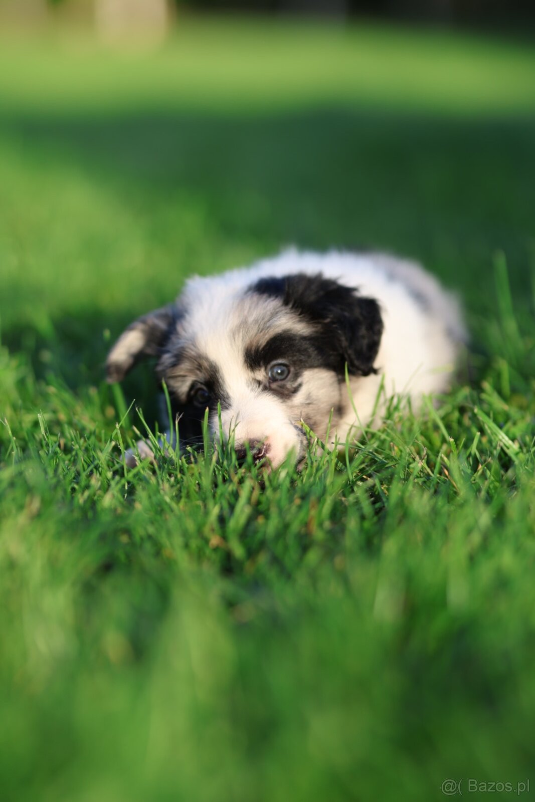 Border Collie FCI - 5