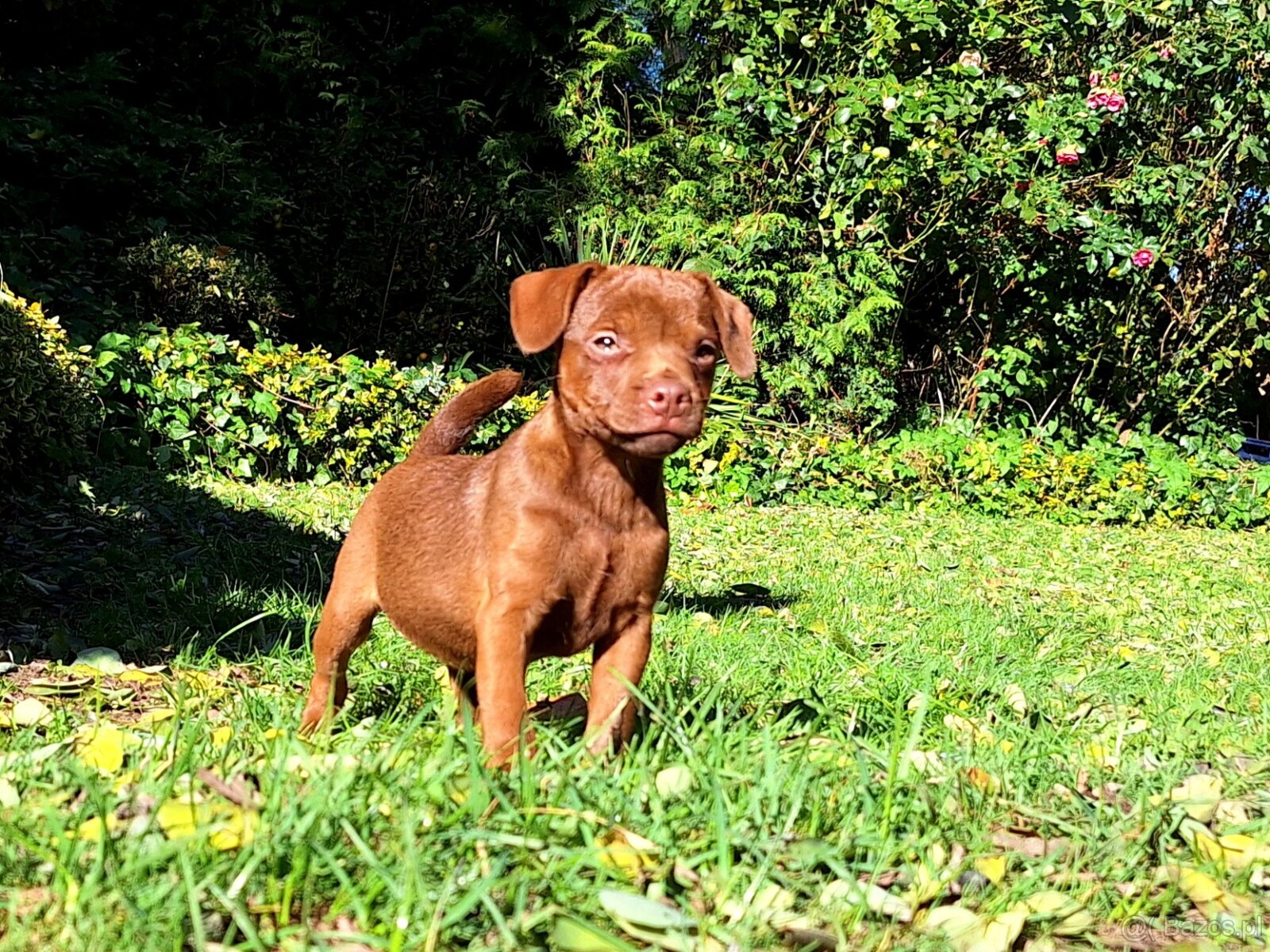 Szczeniaki Patterdale Terrier Terier ZKwP FCI - 5