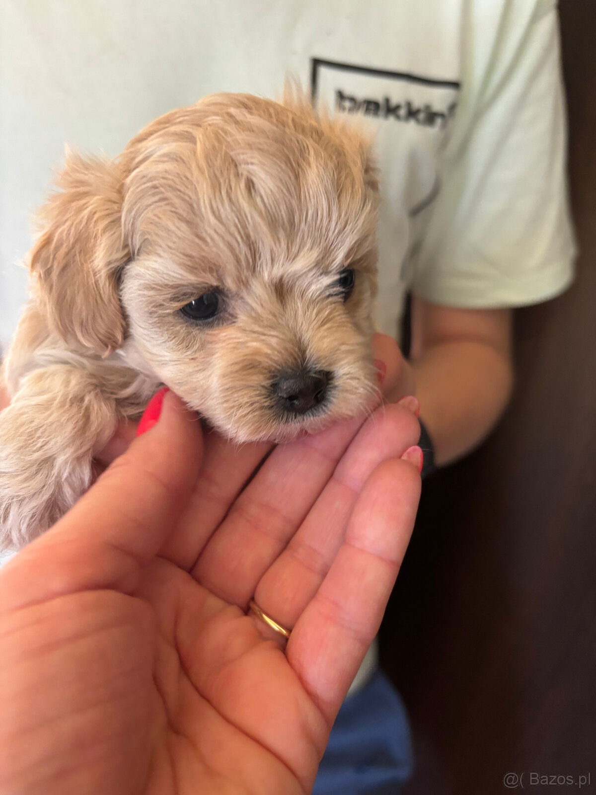 Maltipoo miniaturka do 1,5 kg F1 rodowód - 5