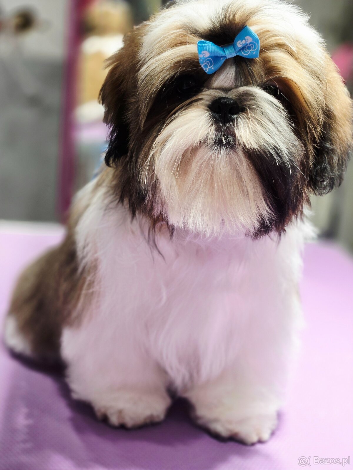 Shih tzu z rodowodem ZKwP FCI szczeniak paszport - 5