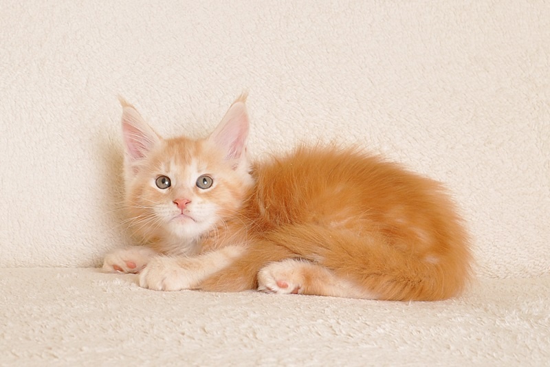 Śliczny kocurek Maine Coon PZF/WCF - LEGALNA HODOWLA - 5