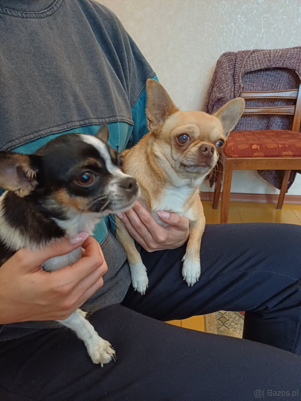 Pieski chihuahua - 5