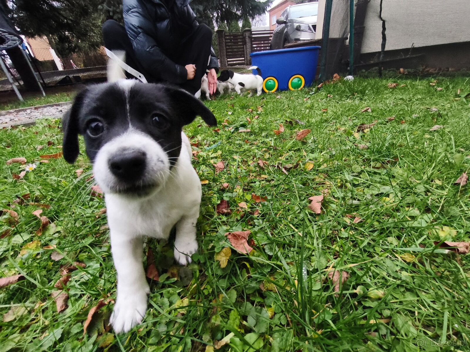 Jack Russell Terrier - 5