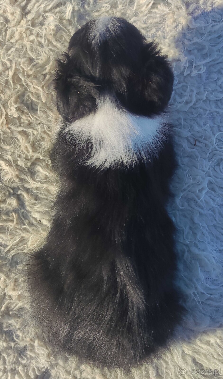 Szczeniak BORDER COLLIE z prof. Hodowli, Pies z pełną dok. - 5