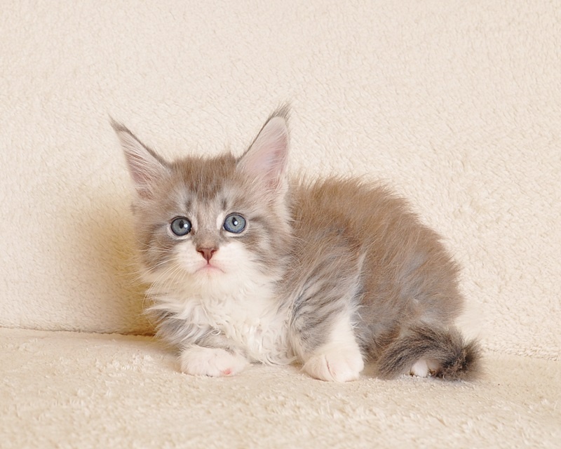 Przepiękna koteczka Maine Coon - LEGALNA HODOWLA - 5