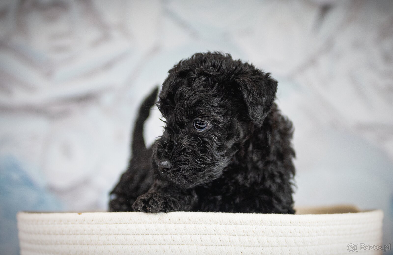 Szczeniak Kerry Blue Terrier - 5