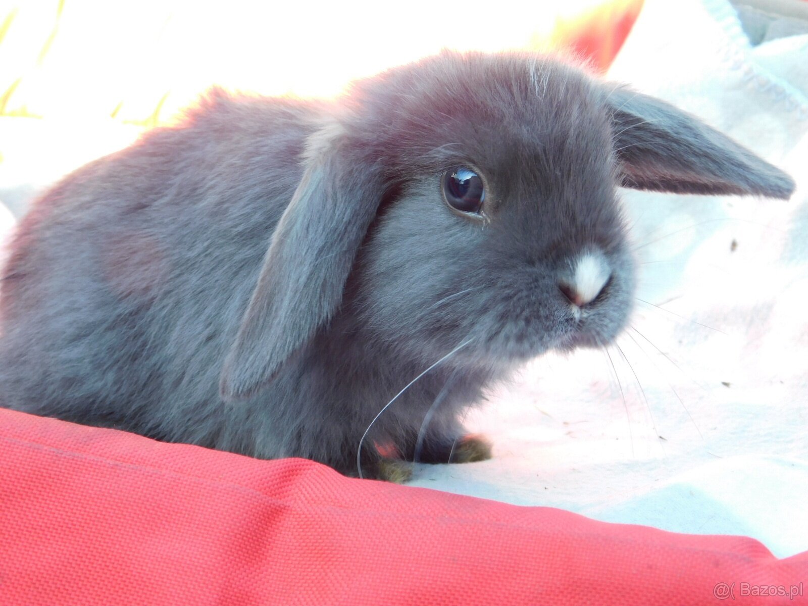 Baranki mini lop - 5