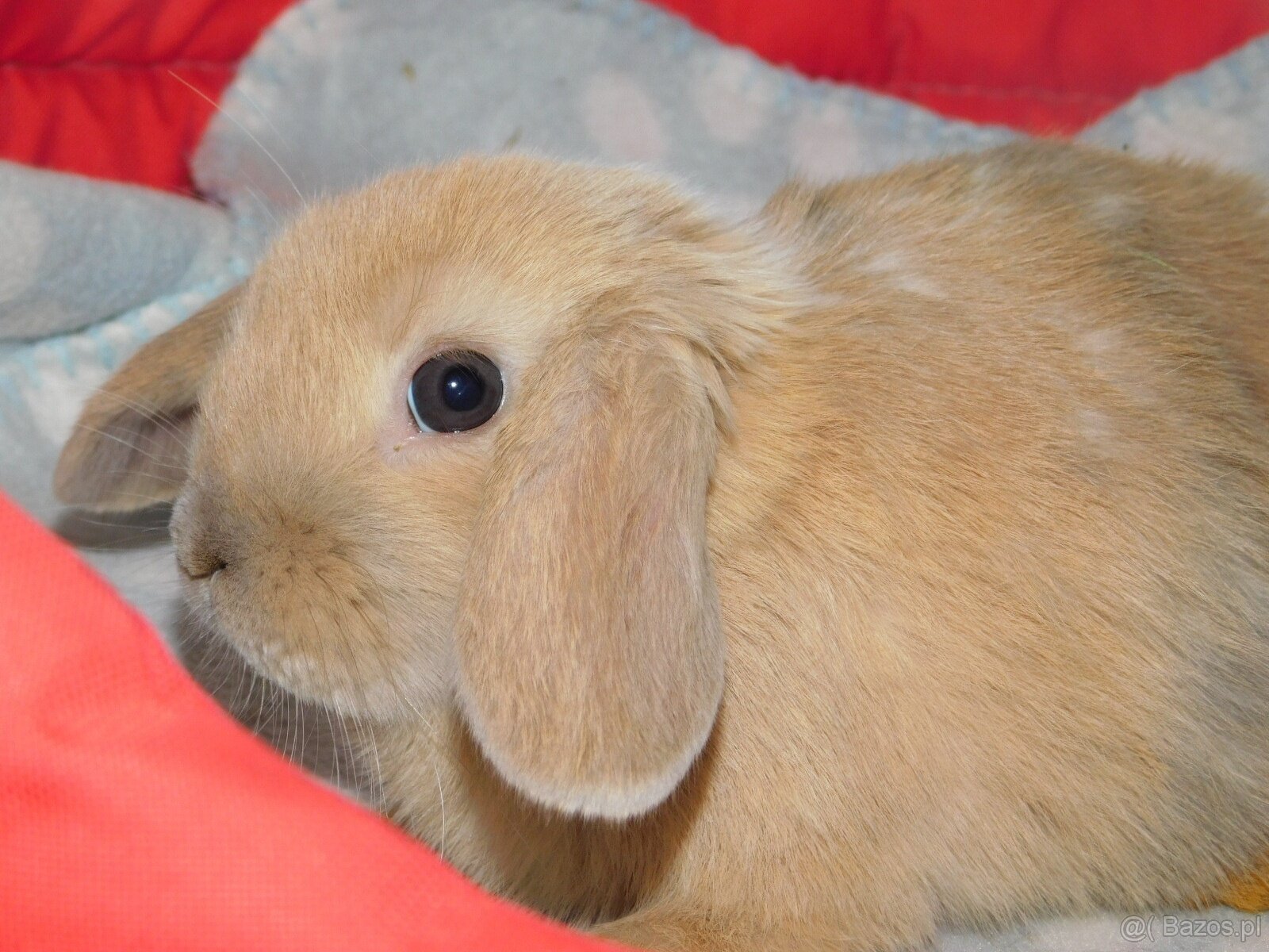 Baranki mini lop - 5