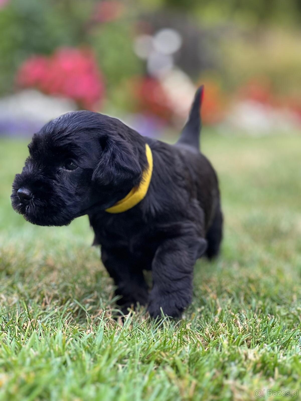 Sznaucer miniaturowy - 5