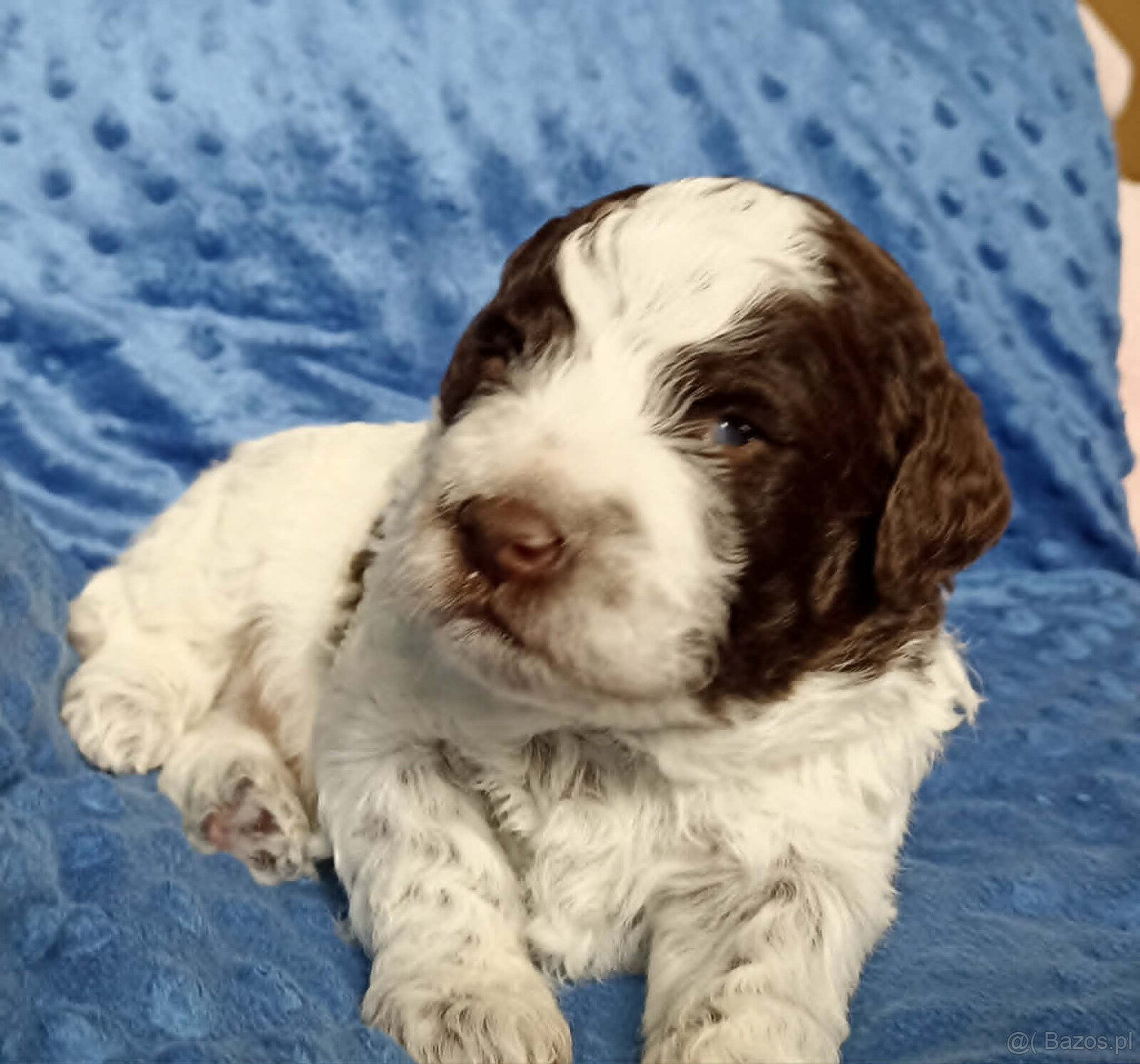 Lagotto Romagnolo, piękne szczenięta ZKwP/FCI - 5