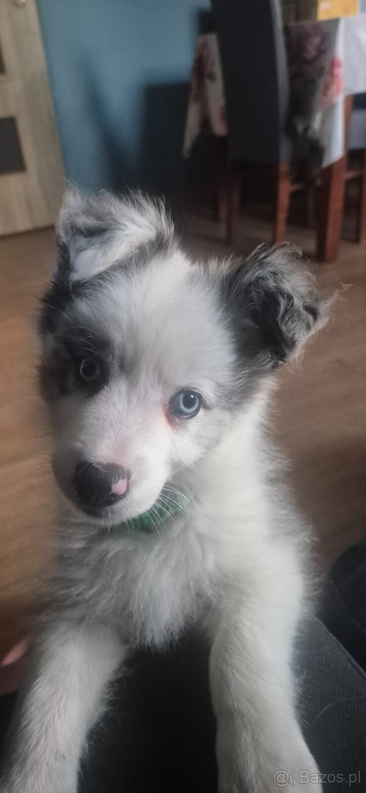 Border collie ZKwP - 5