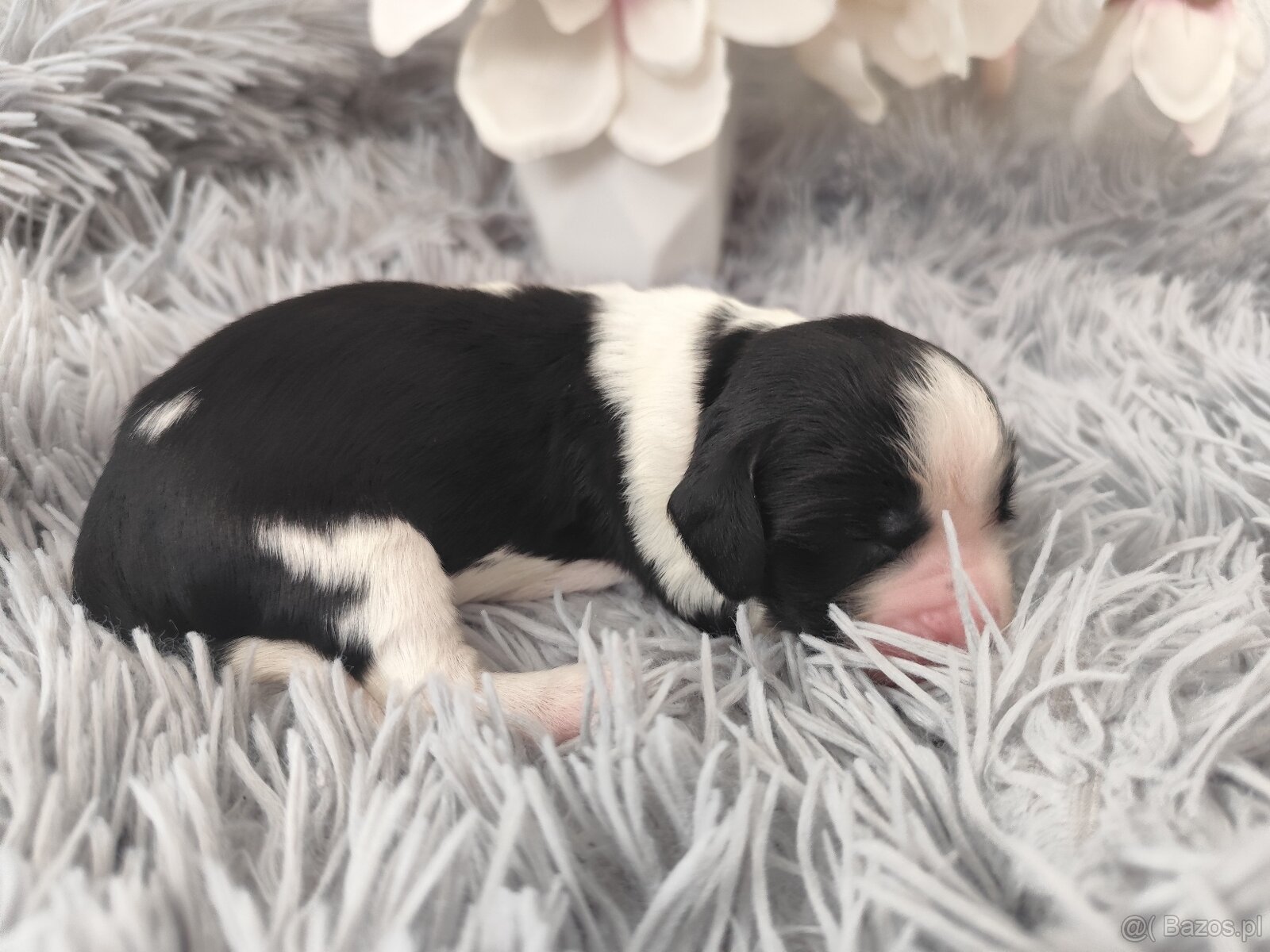 Springer spaniel angielski FCI - 5