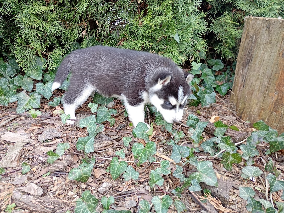 Siberian husky girl - 5