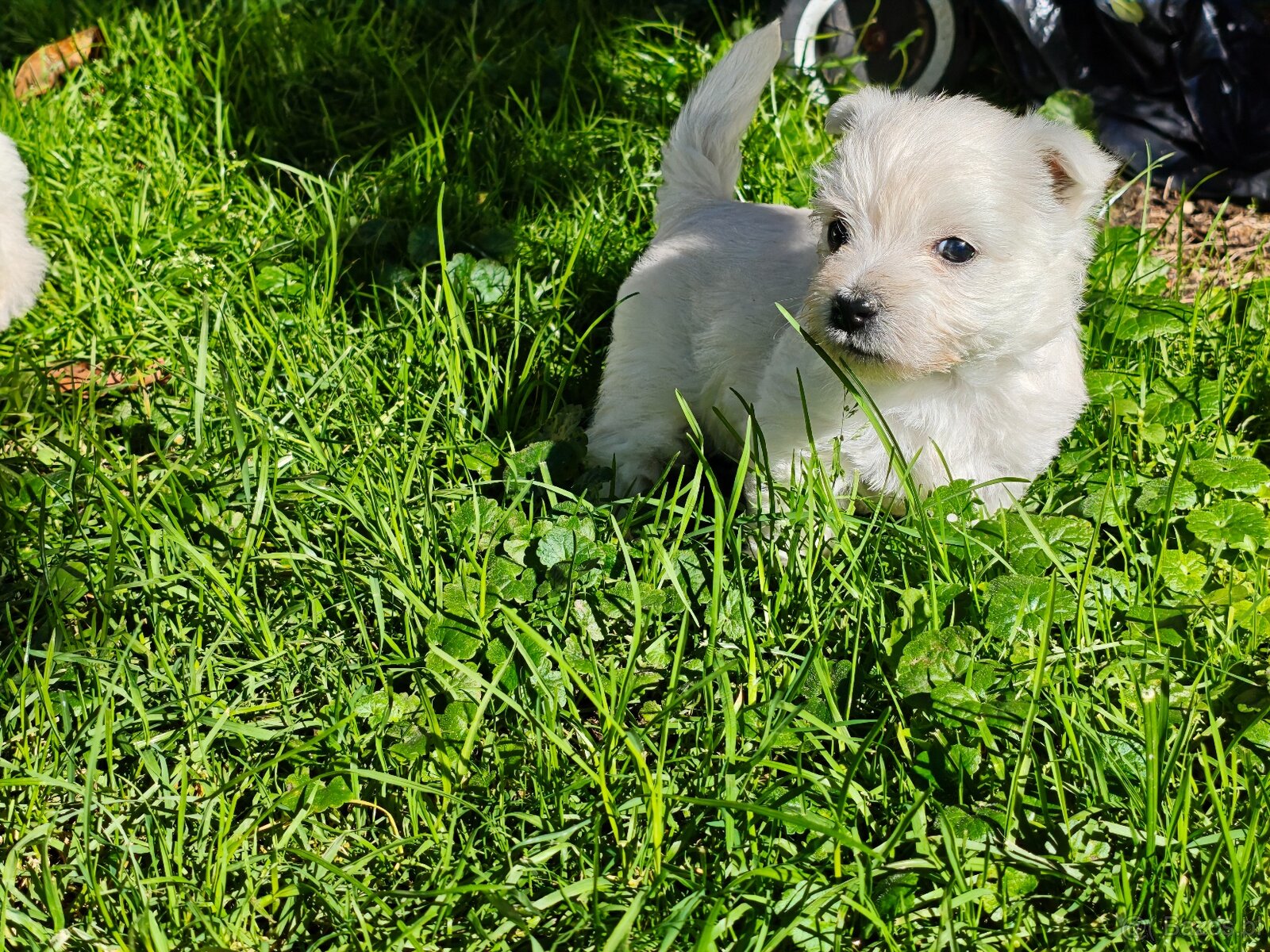 Szczenięta West Highland White Terrier - 5