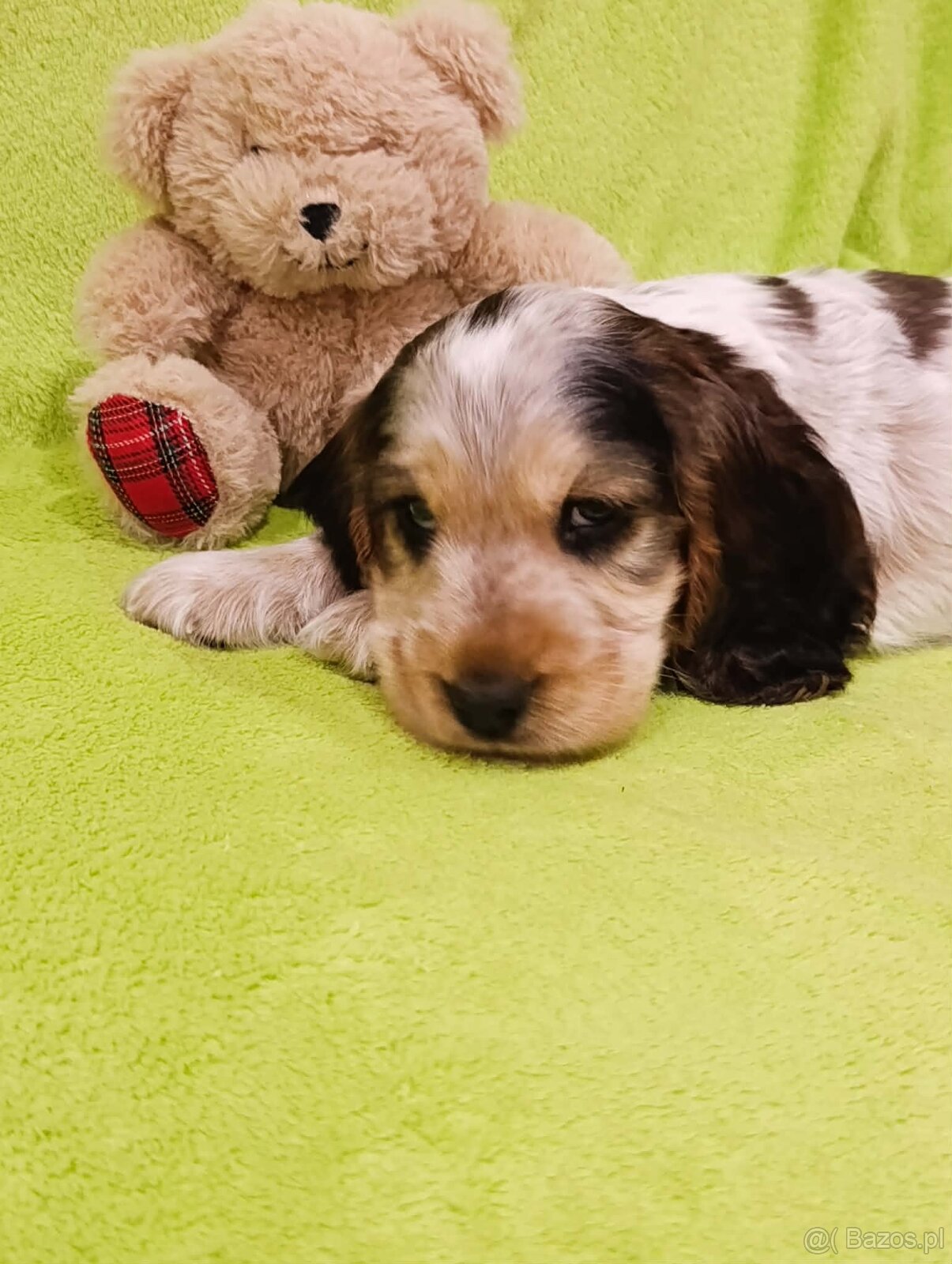 Cocker spaniel angielski - 5