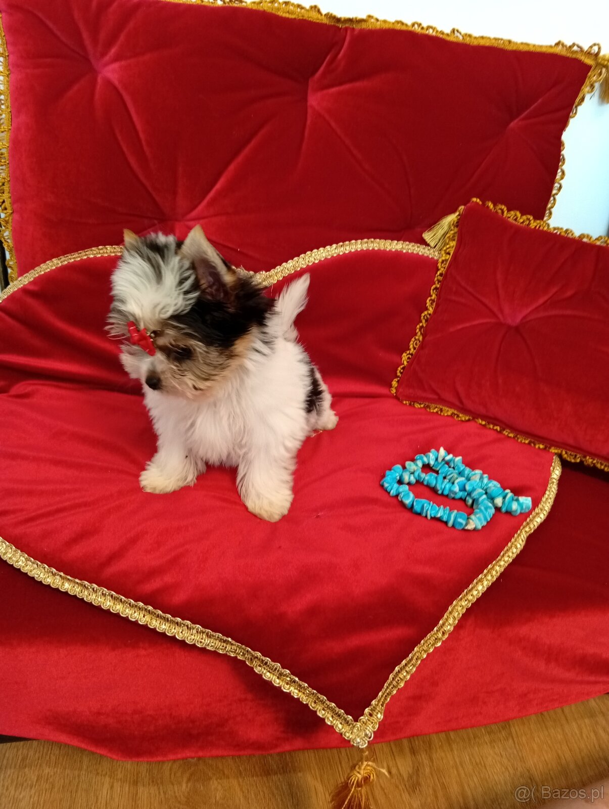 Mini suczka z metryką ZKwP/ FCI Biewer Yorkshire terrier. - 5