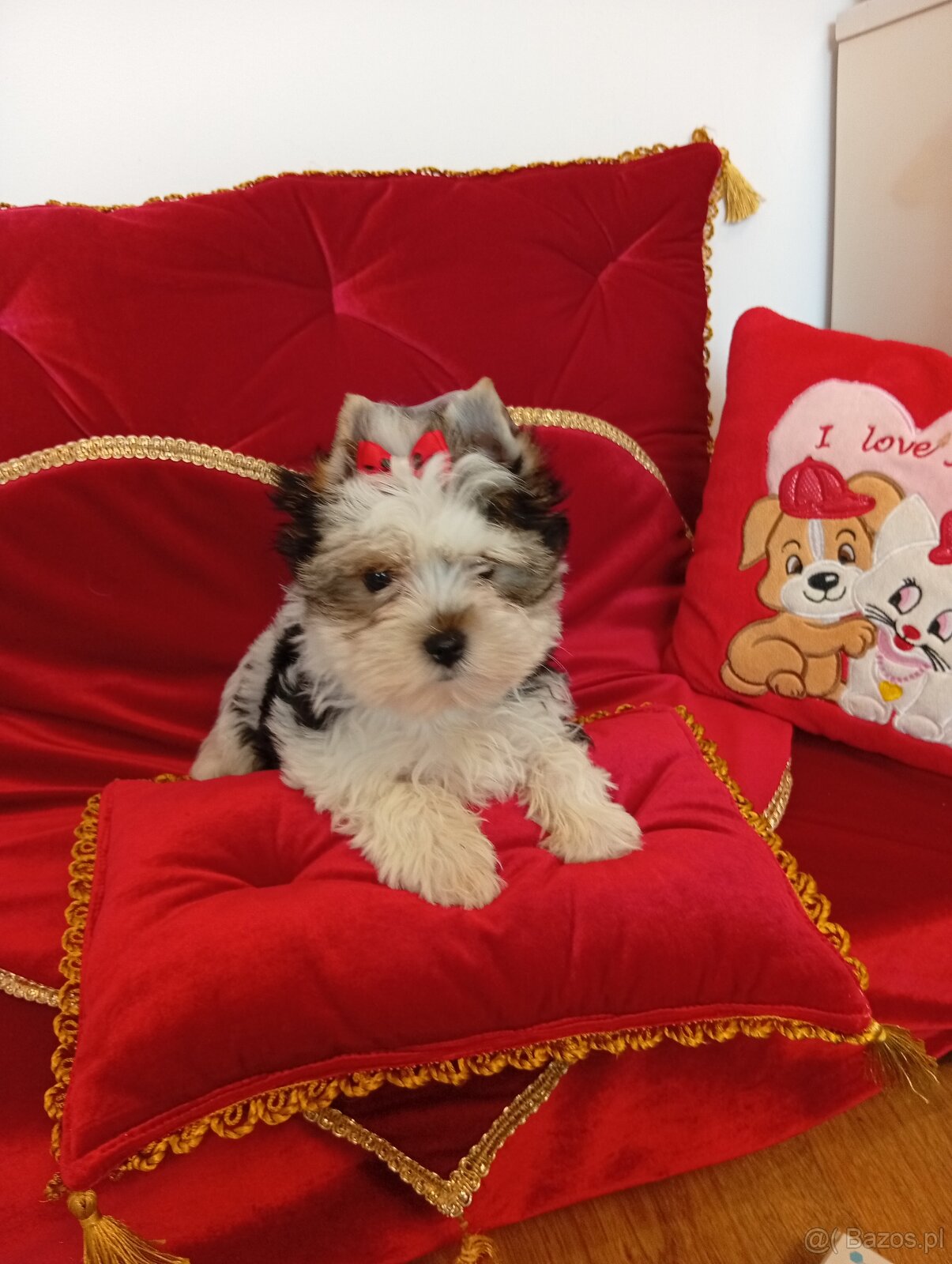 Suczka Coffi z metryką ZKwP/ FCI.Biewer Yorkshire terrier - 5