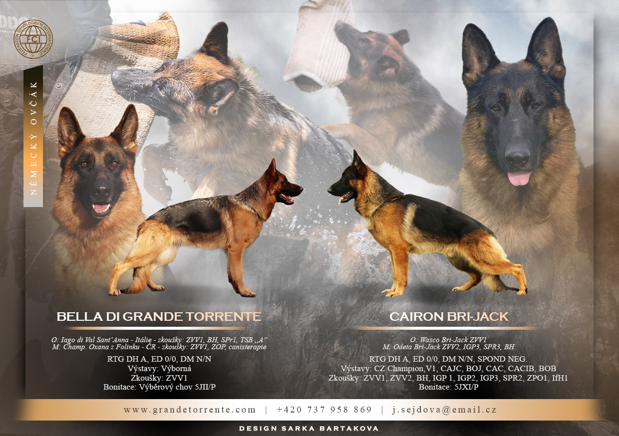 NĚMECKÝ OVČÁK S PP - FROM CZECH REP. OLOMOUC - 5