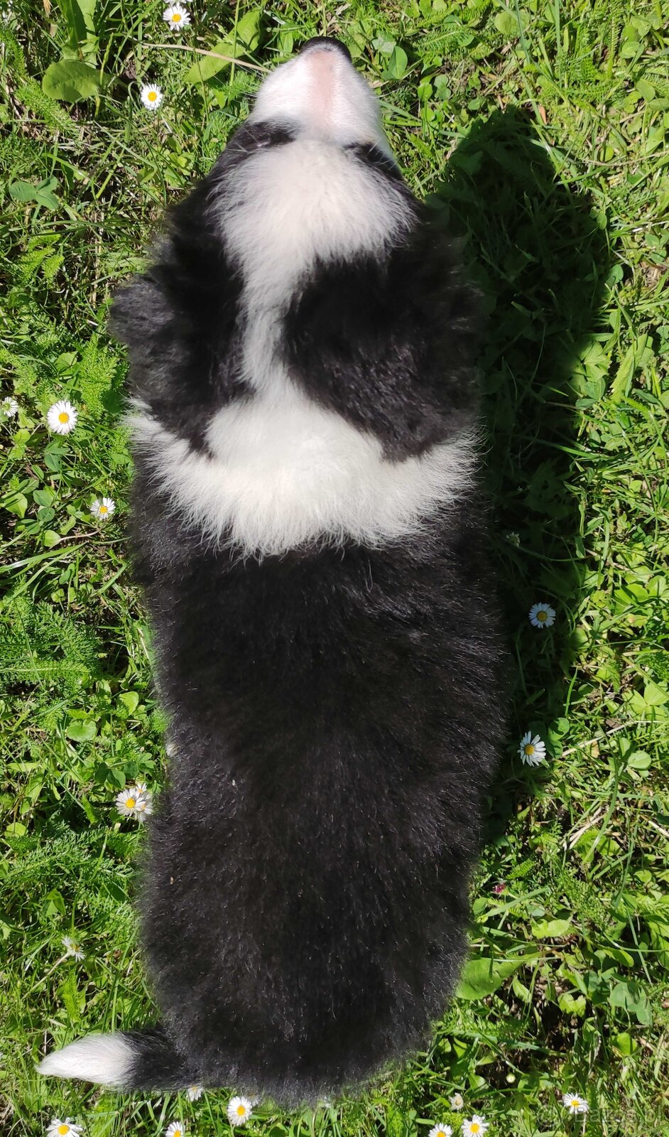 Piękna rasowa suczka - Border Collie z pełną dok. - 5
