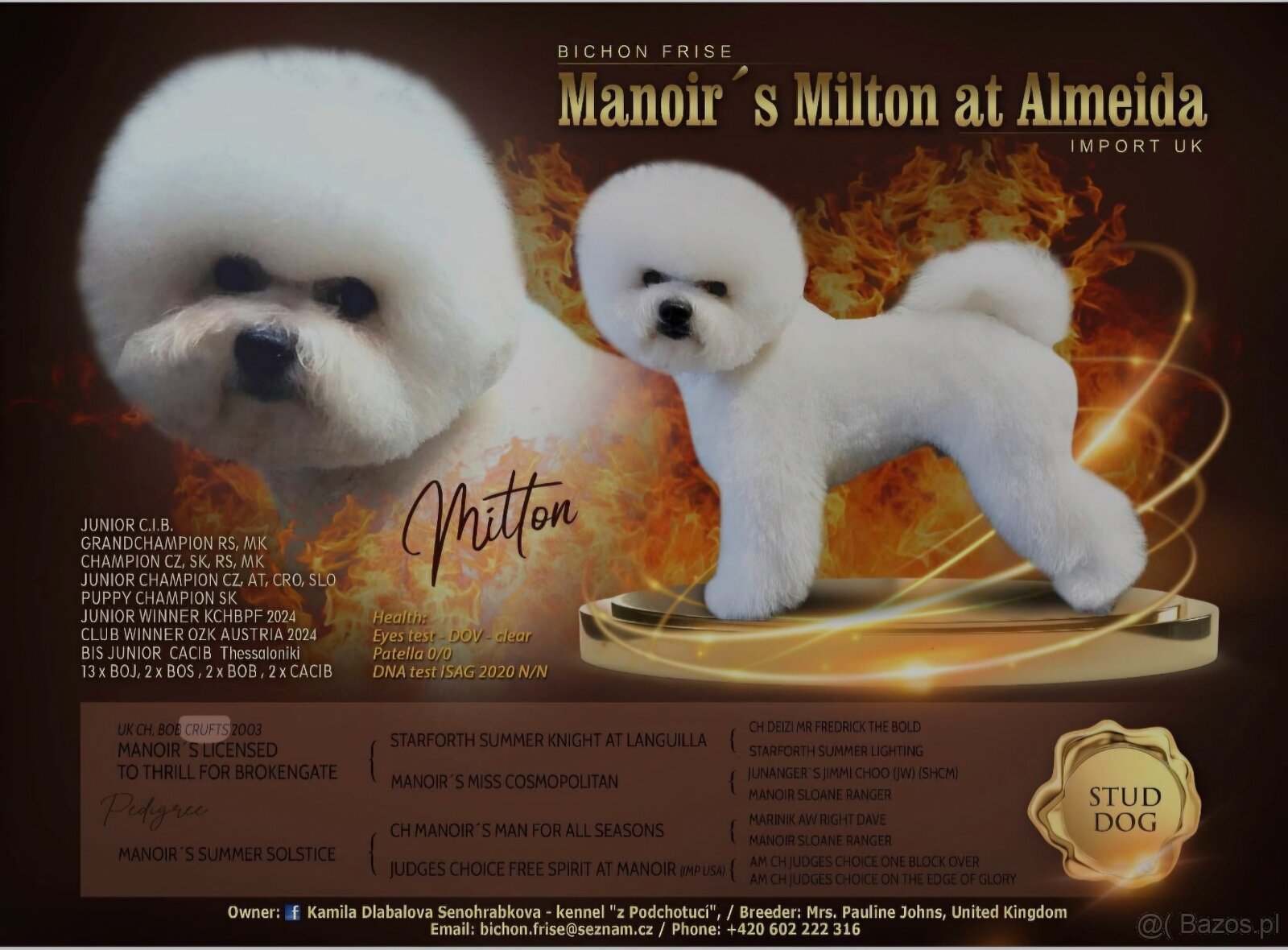 Bichon frise s PP - 5