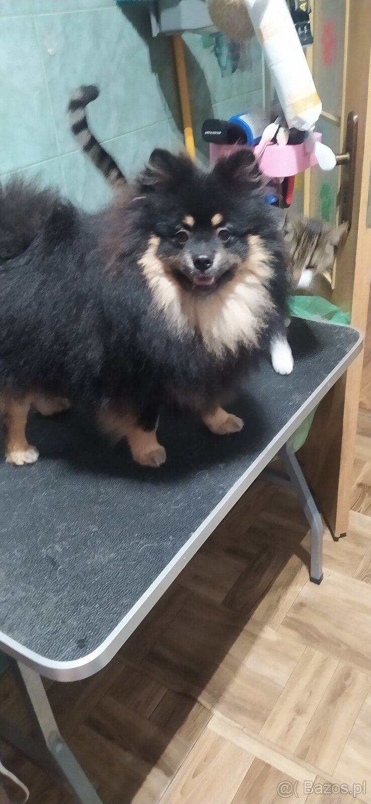 Szpic piesek Black and Tan - 5