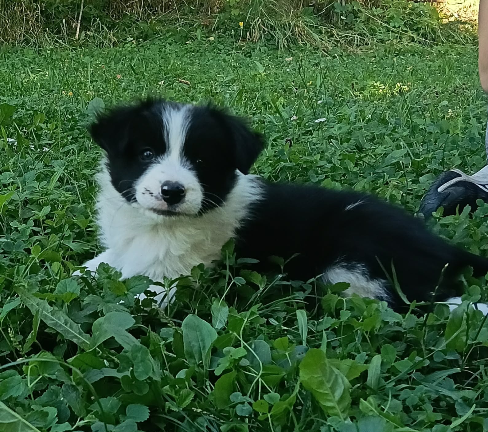 Border collie - 5