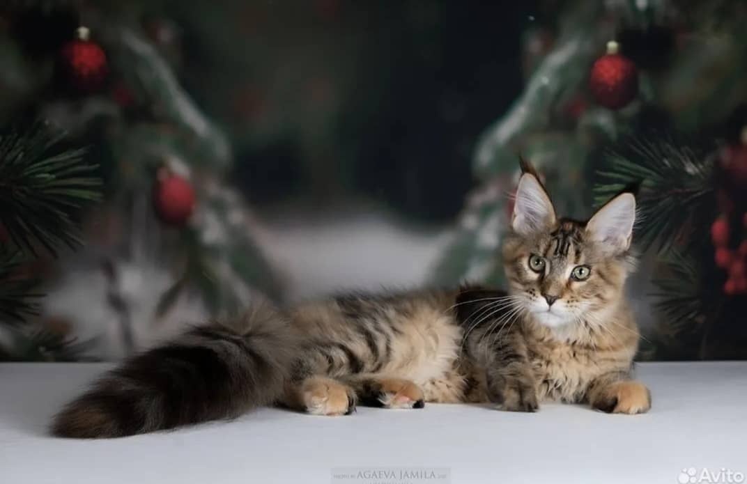 Dostępne kocięta Ragdoll i Maine Coon - 5