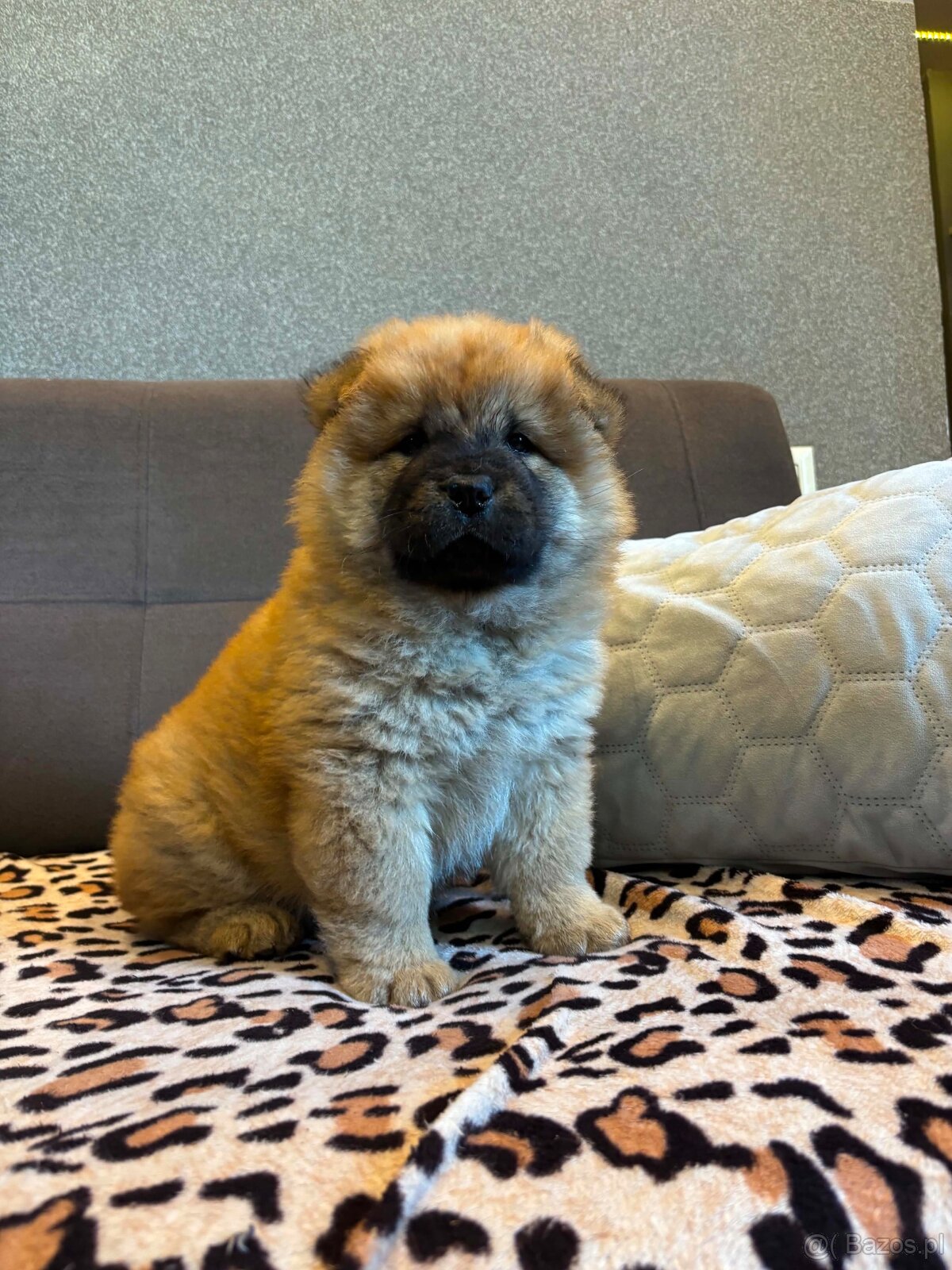 Chow Chow - 5
