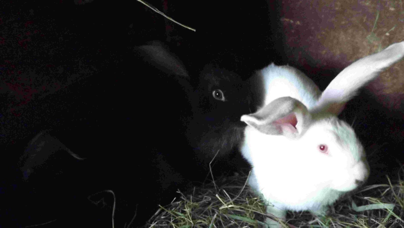 sprzedam króliki - 5