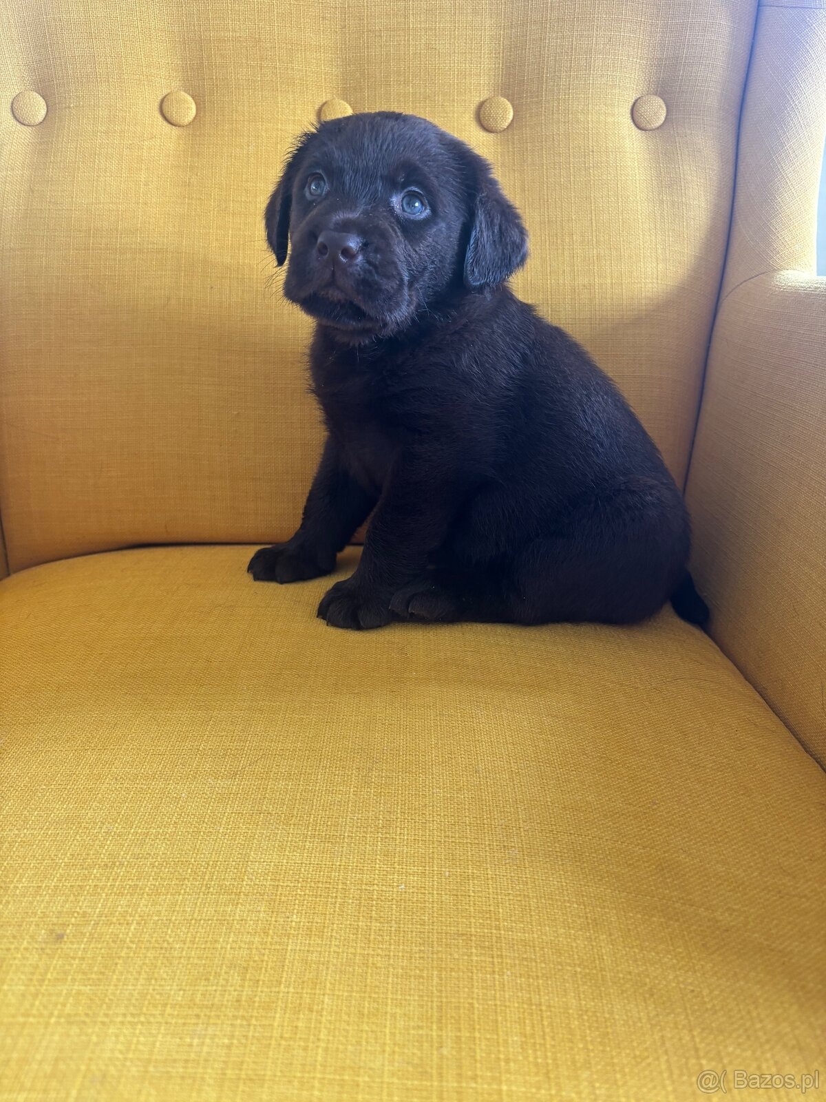Labrador czekoladowy szczenię - 5
