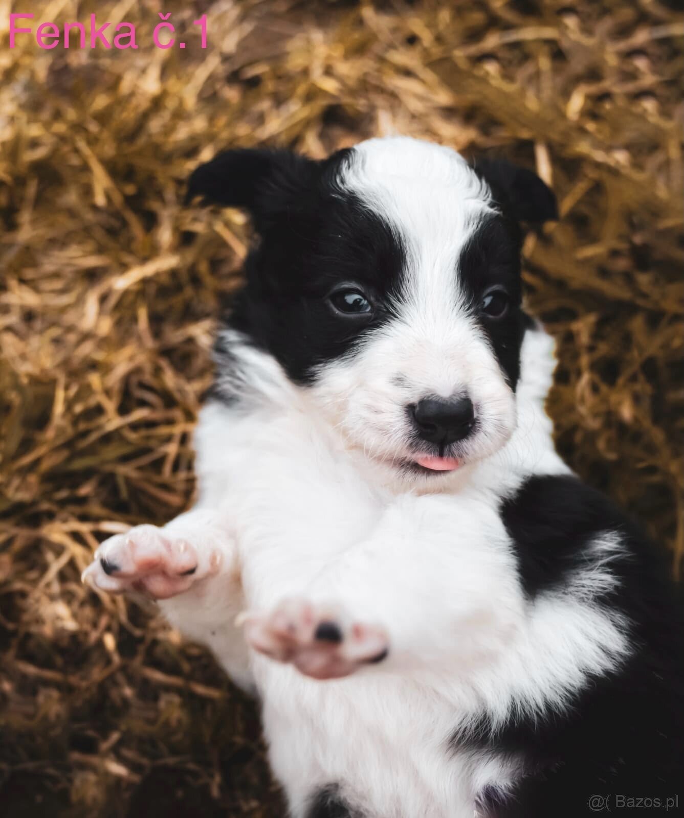 Border Collie - 5