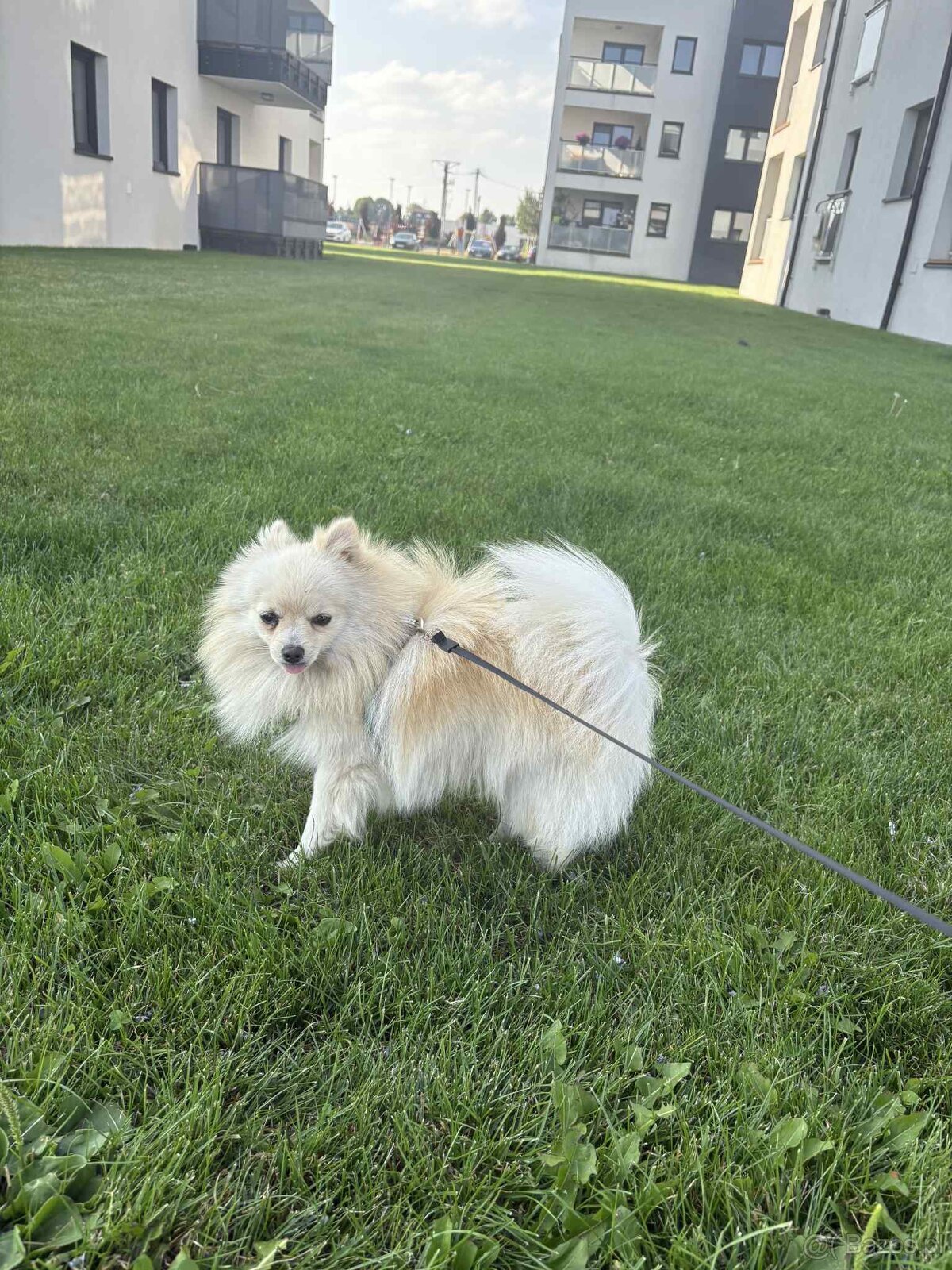 Szpic Miniaturowy - 5