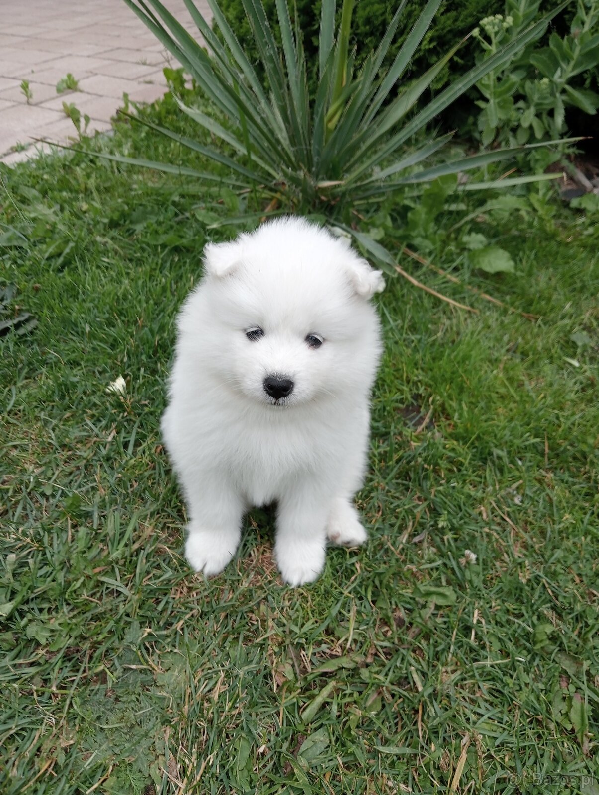 Samoyed - szczenięta - 5