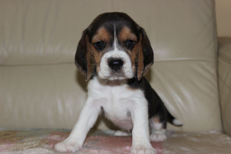 Beagle szczeniaczki ZKwP FCI po Championie - 5