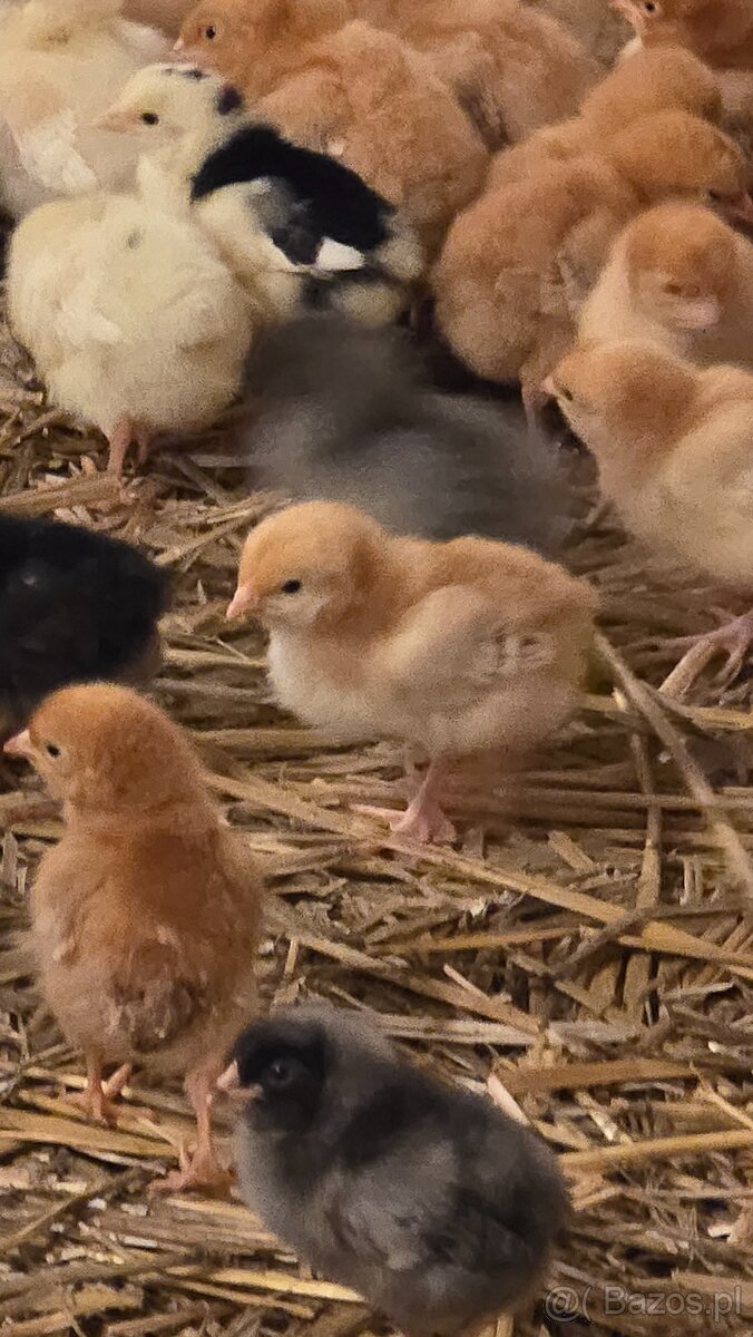 Kury z jajkiem Rossa - 5