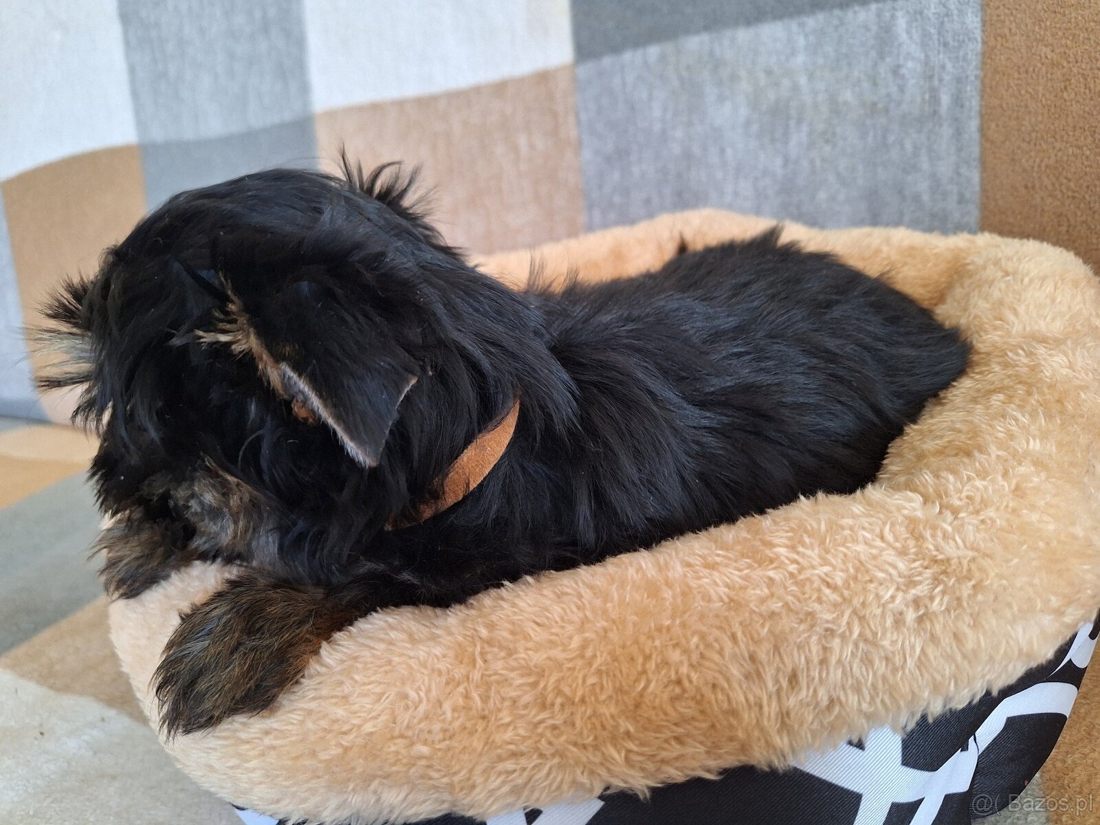 Piesek York Black Tan - 5