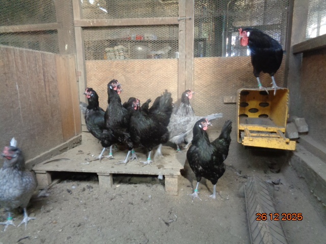 La Fleche-jaja legowe - 5