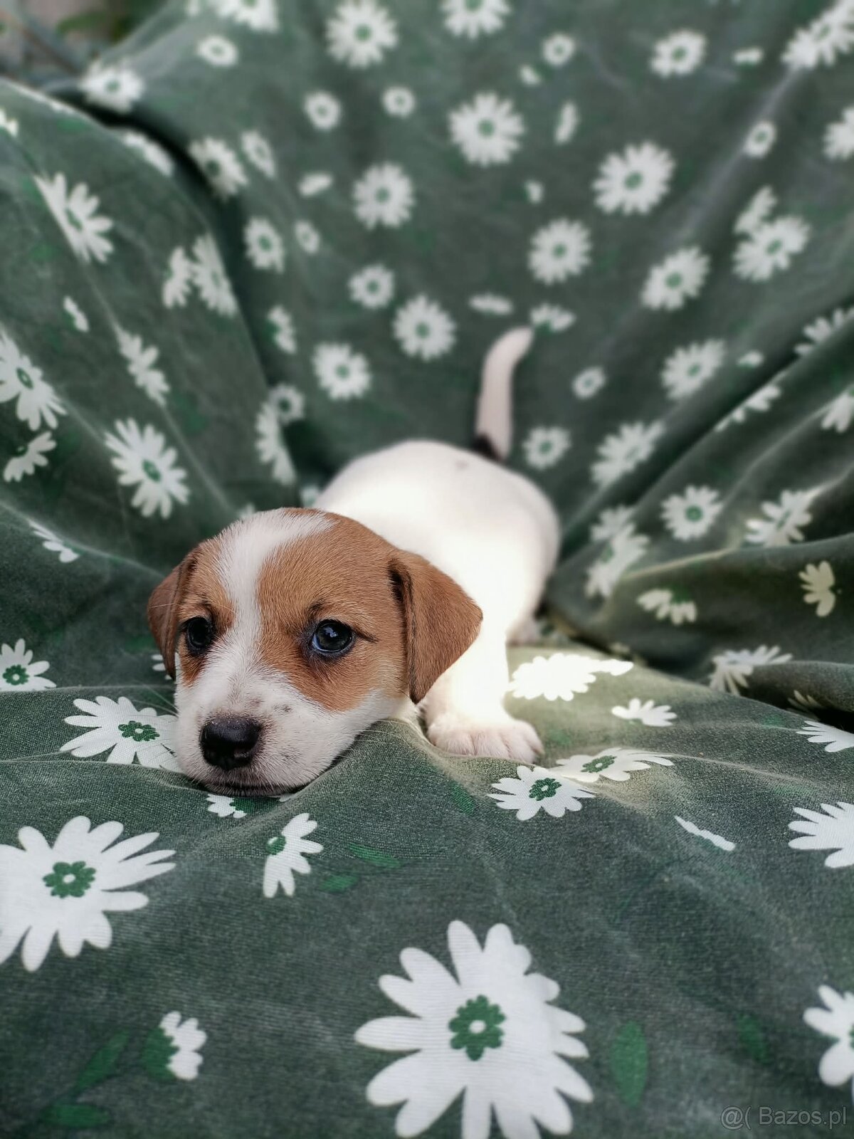 Jack Russell terrier JRT rodzice FCI - 5