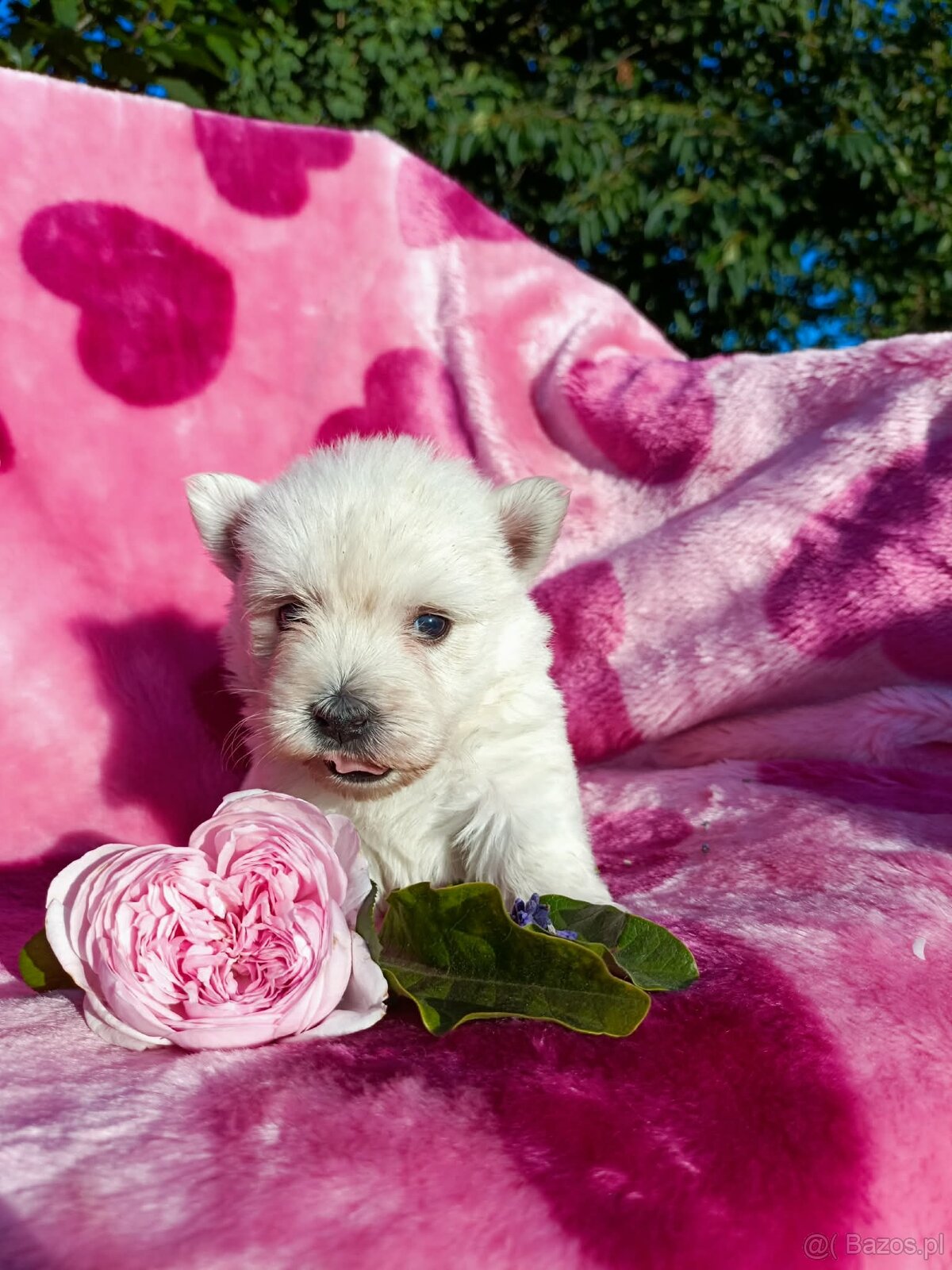 Wzorcowa suczka West highland white terrier ojciec FCI - 5