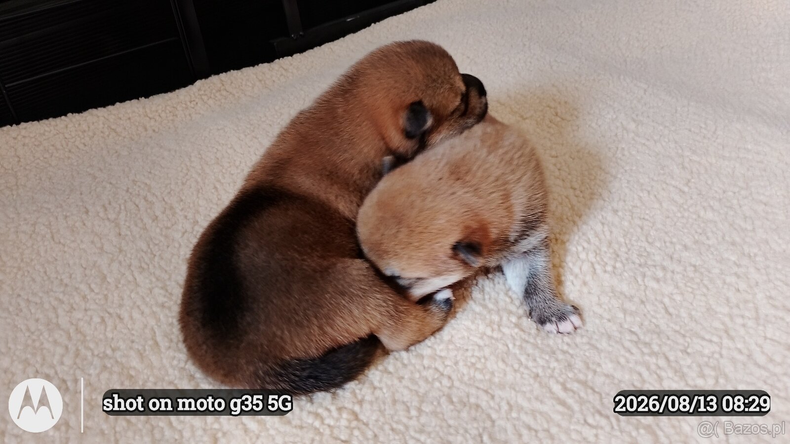 Dwoje szczeniąt Shiba Inu ur.07.08.2026r. - 5